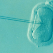inseminação artificial e fertilização in vitro - qual a diferença? - Clinifert - Clinica de fertilização Florianópolis